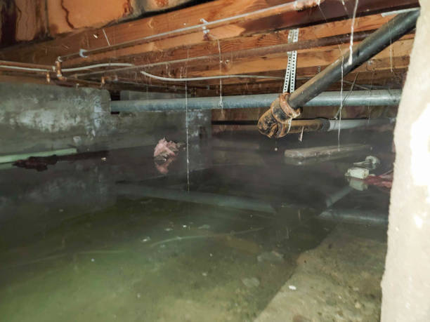 Best Professional water damage repair  in Shreve, OH